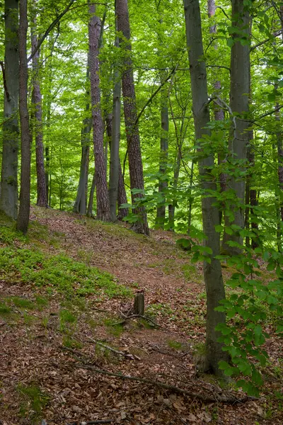 Çek Cumhuriyeti Hejnice yakınlarındaki Poustevnikuv Kamen (Hermit Kayası) yürüyüş yolu boyunca manzaralı bir orman yolu.