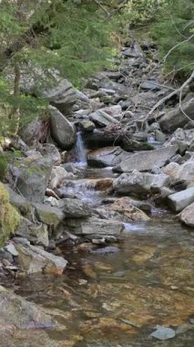 Ormandaki Kayaların Üzerindeki Dağ Akıntısı