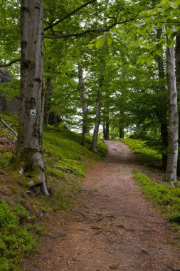 Çek Cumhuriyeti Hejnice yakınlarındaki Poustevnikuv Kamen (Hermit Kayası) yürüyüş yolu boyunca manzaralı bir orman yolu.