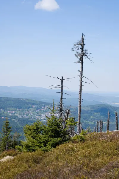 Açık bir günde Karpacz 'a bakan Ölü Spruce Ağaçları, çevrenin değişimini anımsatıyor..