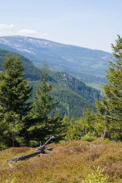 Çam ağaçlarıyla dağ manzarasına bakıyorum..