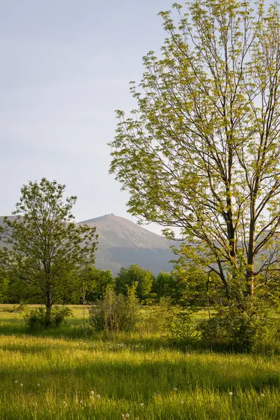 Ağacın tepesinde Sniezka 'nın manzarası.