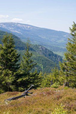 Çam ağaçlarıyla dağ manzarasına bakıyorum..
