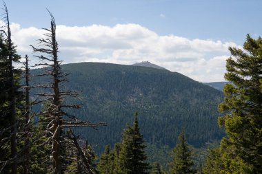 Meşhur Atlı 'nın ölü ağaç manzarası