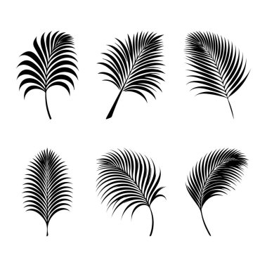 Palmiye yaprağı siluetleri hazır. Güzel beyaz arka plan. vektör illüstrasyonu.