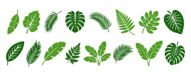 Yaz tropik palmiye yaprağı seti, yeşil egzotik orman bitkileri beyaz, düz vektör tasarımı