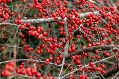 Ağaç dallarında kırmızı viburnum meyveleri