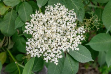 Yeşil yaprakların arasında küçük bir buket mürver çiçeği.