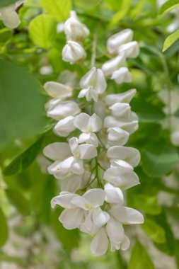 Akasya ağacının beyaz çiçeği