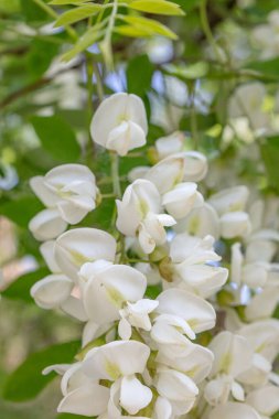 Aşırı derecede beyaz akasya çiçekleri..