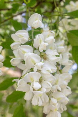 Yeşil yaprakların bulanık arka planında beyaz akasya çiçeklenir.