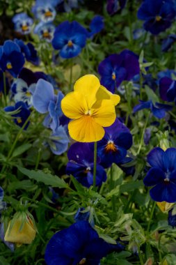 Koyu mavi menekşelerin arasında duran parlak sarı bir menekşe çiçeği eşsiz ve güzelliğin doğal bir karşıtlığıdır..