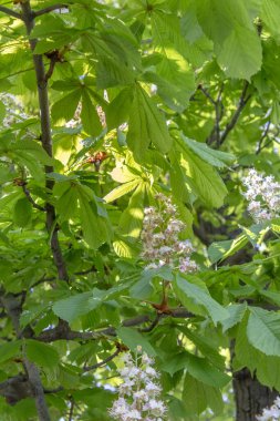 Ağaçların arasından süzülen güneş ışığıyla hafifçe aydınlatılan, narin beyaz çiçeklerle yeşil kestane ağaçlarının manzarası..