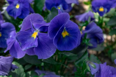 İki menekşe mavisi çiçek yazın yumuşak sıcağında yan yana açıyor.