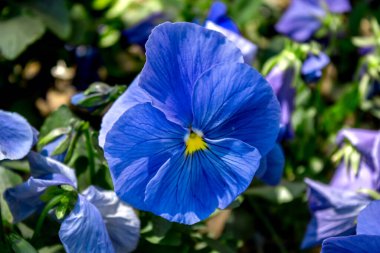 Yeşil yaz otlarının arasında açan tek bir mavi-menekşe çiçeği