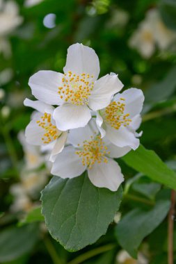 Beyaz yasemin çiçekleri, taze yeşil yaprakların arka planında, gün ışığında yakalanır..