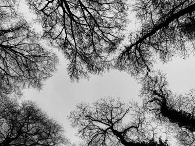Çarpıcı bir siyah beyaz fotoğraf bulutlu bir gökyüzüne karşı yaprak döken ağaçların karmaşık dallarını yakalıyor. Yüksek kontrastlı kompozisyon organik desenleri ve simetriyi vurguluyor, bu da bir gizem ve sükunet hissi uyandırıyor. Mükemmel.