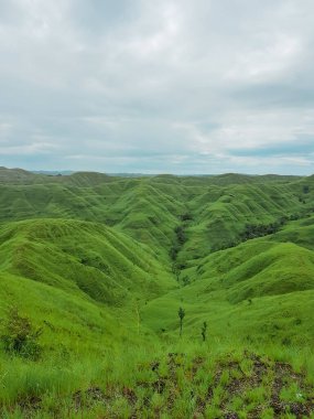 Waerinding Hill, Sumba, Endonezya 'daki dağlarda yeşil bir çim tarlası.