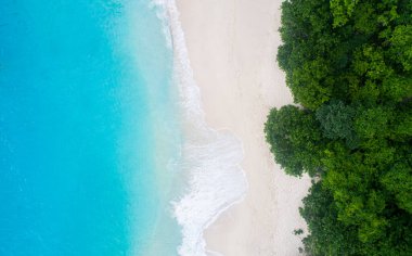 Palmiye ağaçları ve mavi denizle sahilin havadan görünüşü