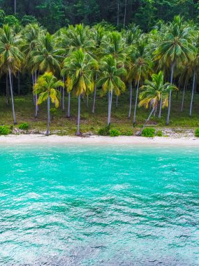 Tropikal doğa temiz plaj ve yaz mevsiminde hindistan cevizi ağacıyla beyaz kum. Yaz tatili ve yaz tatili konsepti.