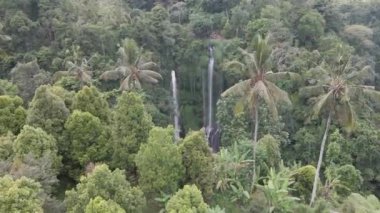 İHA atışı. Tropikal yağmur ormanlarında saklı şelale, düşen sular su yüzeyine çarpıyor. Bereketli yeşil yapraklar rüzgardan uzaklaşıyor. Sekumpul Şelale Bali, Endonezya 4K Hava Görüntüsü