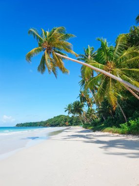 Palmiye ağaçlı tropik kumsal. Yaz Arkaplanı.