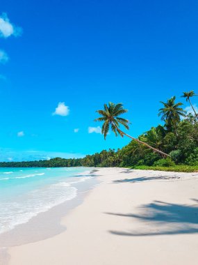 Kumsalda Okyanus Dalgası ve Hindistan cevizi Ağacı ile Güzel Ada