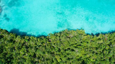 Hindistan cevizi palmiyeli güzel tropikal ada ve deniz 