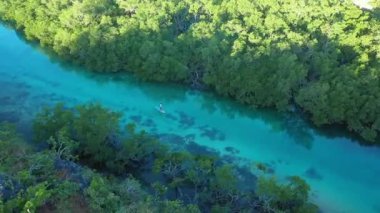 Güzel bir mangrov ormanı boyunca turkuaz mavi suyla kürek çeken bir adamın havadan görüntüsü..
