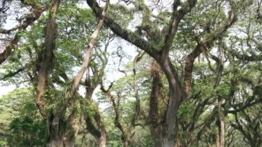 Tropikal ormanda birbirine dolanmış büyük bir ağaç gövdesi. Yağmur ormanı doğa arka planı