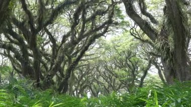 Bir sürü ağaç ve yaprağı olan yemyeşil bir orman. Banyuwangi, Doğu Java, Endonezya 'daki De Djawatan ormanlarının doğa geçmişi