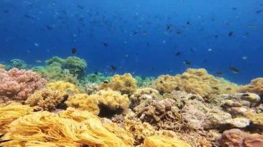 Sualtı Tropikal Mercan Bahçesi Palyaço Balığı. Sualtı tropikal palyaço balığı ve deniz şakayıkları. Su altı balık resifi denizcisi. Tropik renkli sualtı deniz manzarası. Resif mercan sahnesi