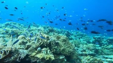 Sualtı Tropikal Hayatı. Su altı deniz balığı. Tropik balık resifi denizcisi. Renkli sualtı deniz manzarası. Resif mercan sahnesi. Mercan bahçesi deniz manzarası. Renkli tropikal mercan resifleri.