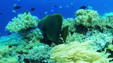 Tropik Deniz Burnu Mercan Resifi Denizcisi. Tropik sualtı balığı. Renkli tropikal mercan resifi. Sahne resifi. Deniz yaşamı deniz dünyası. Su altı balık resifi denizcisi. Tropikal renkli sualtı