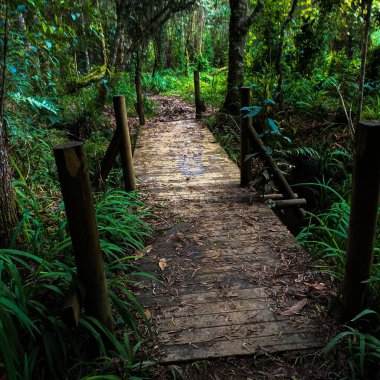 Ormanda tahta köprü