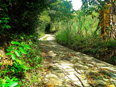 Doğa elementleriyle dolu bir yol.