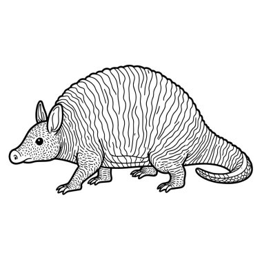 Beyaz arkaplanda armadillo vektörü