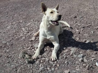 Orta büyüklükte beyaz bir köpek güneşte huzur içinde yatıyor..