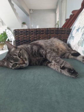 Çizgili bir kedi tembel tembel yeşil bir kanepede yatıyor. Rüya gibi bir bakışla ve sakin bir ifadeyle pençelerini uzatırken, arka plandaki ışık, modern dekor evdeki rahat bir anı işaret ediyor..