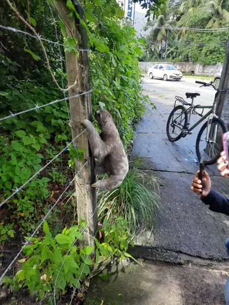 Canlı yeşil bitki örtüsüyle çevrili şehir ortamında çitleri keşfeden sevimli bir tembel hayvan ve arka planda bir sokak manzarası. Meraklı insanlar bu anı akıllı telefonlarıyla izleyip yakalıyorlar. Vahşi yaşamın şehirle tanışmasının büyüleyici bir portresi..