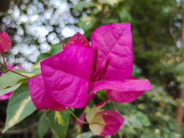 Pembe bougainvillea çiçekleri resimleri kapatın