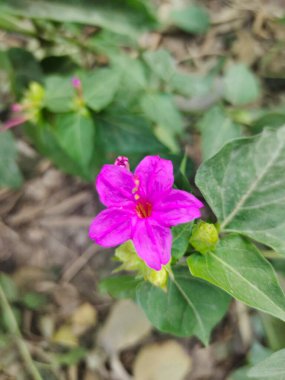 Peru mucizesi olarak da bilinen Mirabilis Jalapa çiçeği.