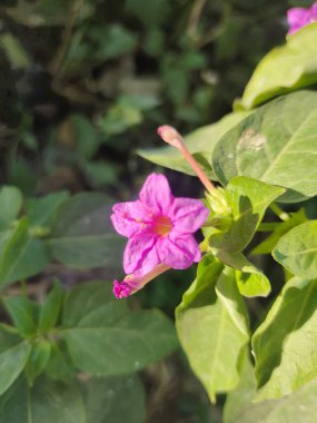 Peru mucizesi olarak da bilinen Mirabilis Jalapa çiçeği.