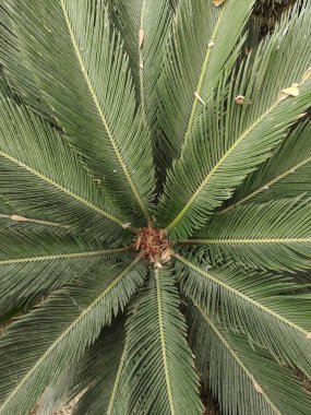 Sago Palm üstten güzel bir resim bırakır