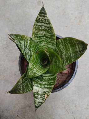 Sansevieria trifasciata yaygın olarak Cüce yılan bitkisi olarak bilinir.