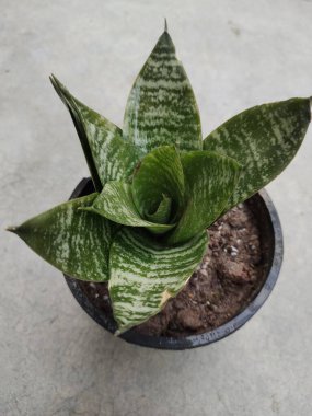 Sansevieria trifasciata yaygın olarak Cüce yılan bitkisi olarak bilinir.