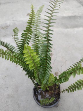 Parlak yeşil yapraklı, siyah plastik kapta yemyeşil bir eğreltiotu..