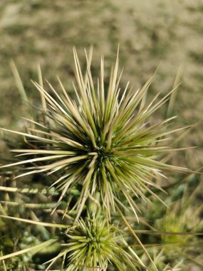 Dikenli Echinops ekinyatu çiçeği kuru, doğal doğal yaşam ortamında.