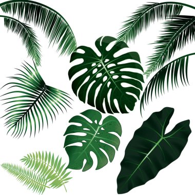 Palmiye ve canavar içeren tropik yapraklar, egzotik illüstrasyon..