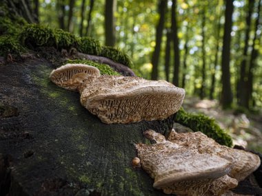 Ormanda görkemli şemsiye mantarı